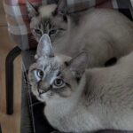 Remmy & Laila