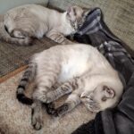Remmy & Leila