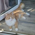 Eddy