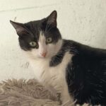 Josie