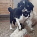 Josie
