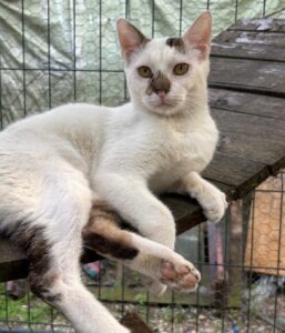 Kater