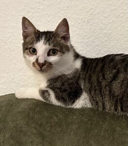 Kater