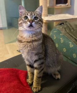 Kater