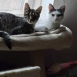 Scotch & Tiger
