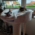Scotch & Tiger