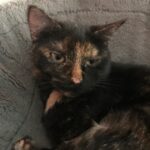 Mizi