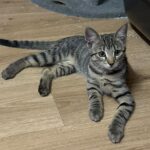 Kitten