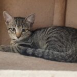 Kitten