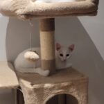 Kitten-09