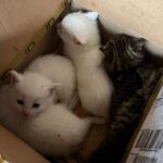 Kitten