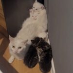 Kitten