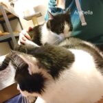 Lucy_und_Arabella
