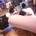 Lucy_und_Arabella
